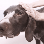 犬 お風呂