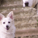 被毛 カラー 犬