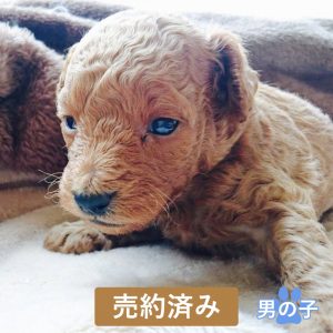 puppy0001sold_out トイ・プードル 男の子