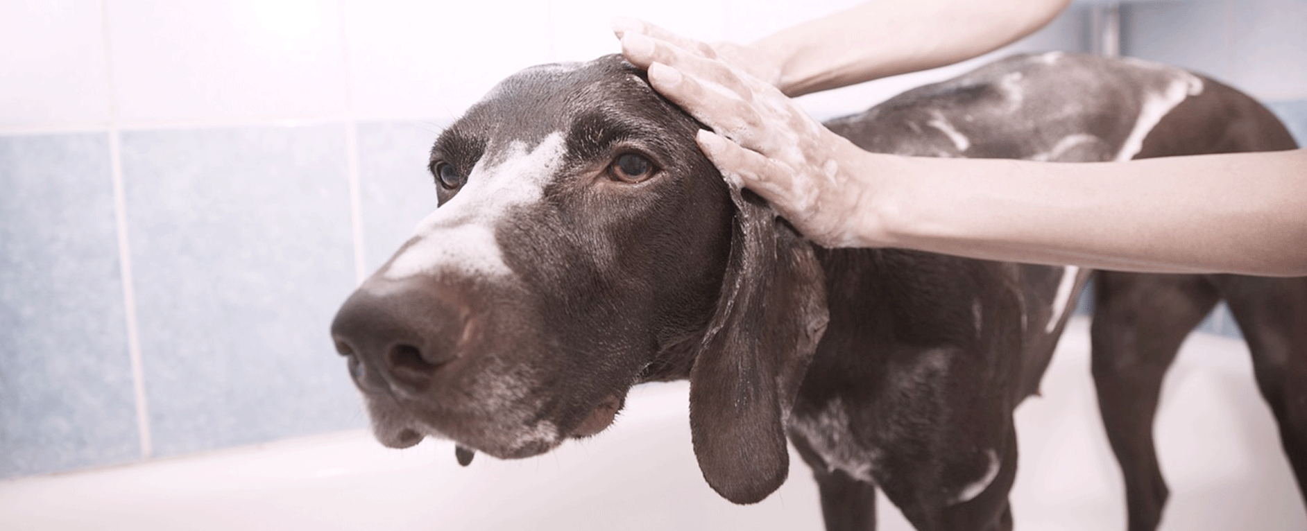 犬 お風呂