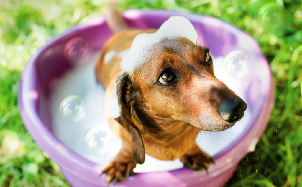 犬用シャンプーは全ての成分表示の義務がない 表示や種類 正しいシャンプーの選び方 Inumeshi Blog 犬用シャンプーは全ての成分表示の義務がない 表示や種類 正しいシャンプーの選び方 Inumeshi Blog
