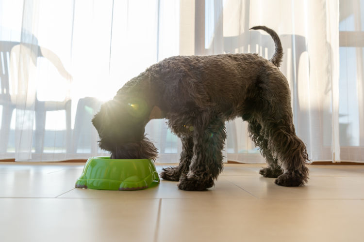 1日のフード給与量は 犬のカロリー計算方法 Inumeshi Blog