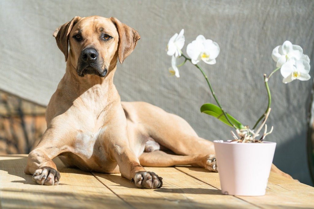 犬の避妊・去勢の手術後は、フードを変えた方がいいの?