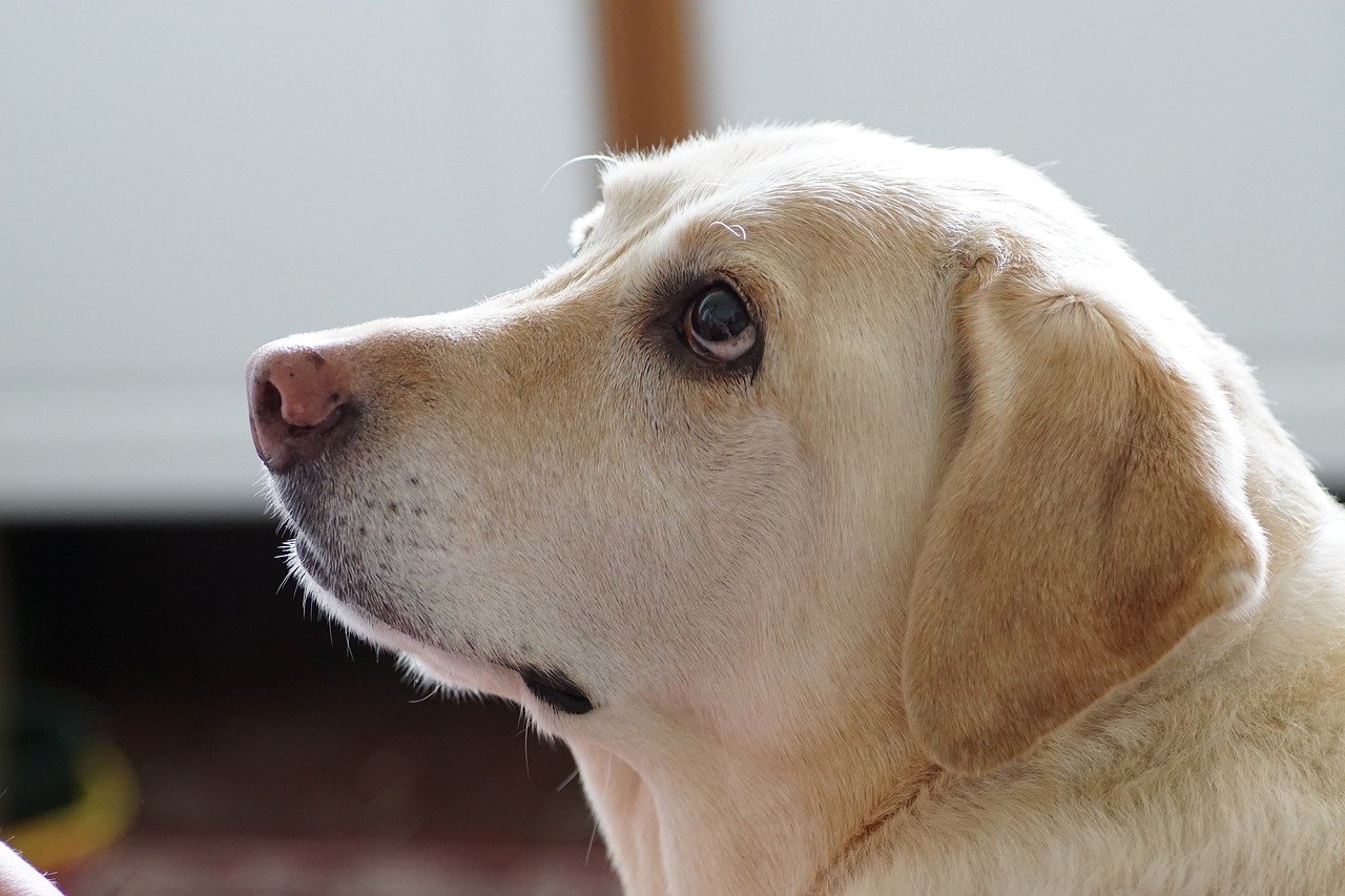 愛犬がご飯を食べてくれない時の原因と対処法