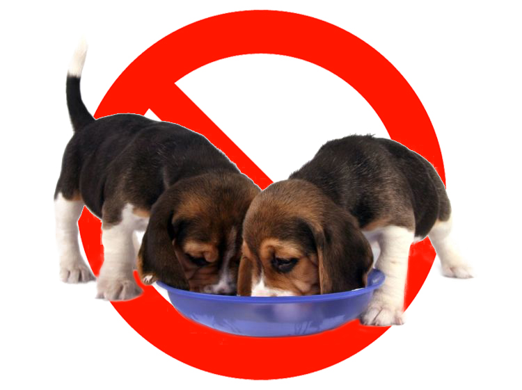 愛犬に食べさせてはいけない食べ物とは