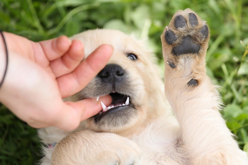 愛犬が甘噛みする理由は?直し方や悪化させるNGな行動