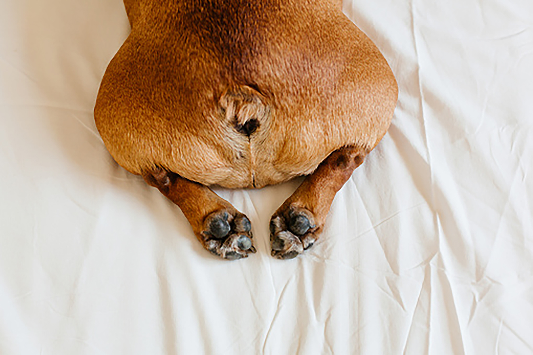 犬のフンと健康について