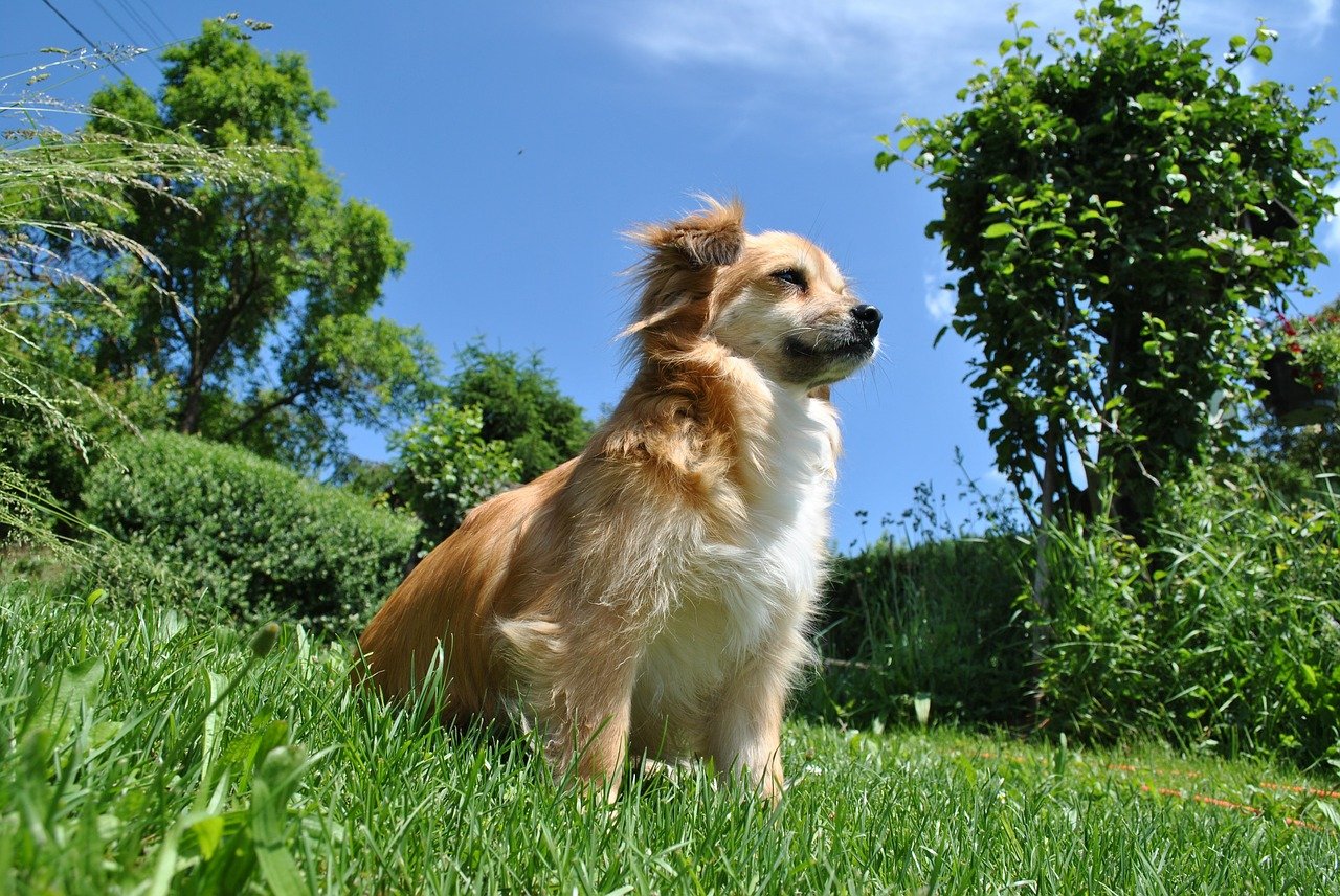 愛犬の美しい毛並みと健康な皮膚の保ち方