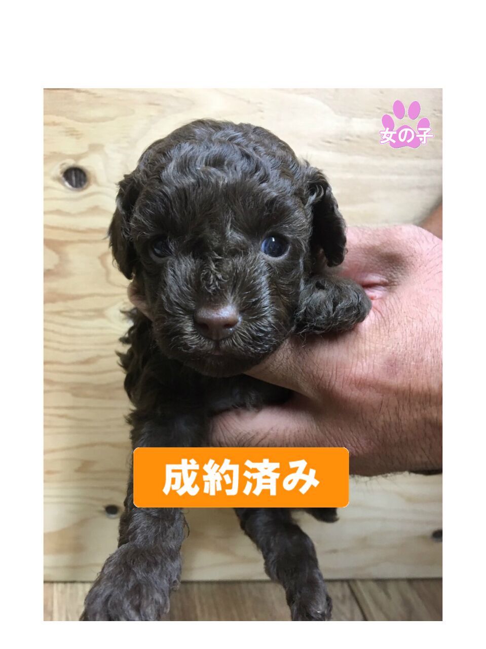 トイプードルのブラウンの女の子が産まれました 1708 002 I Deal 仔犬のブリーダー直販 In浜松