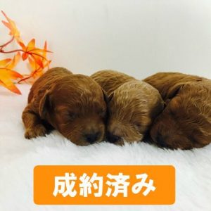 201709-003_preview 201709-003_preview