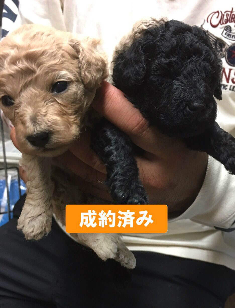 トイプードルのブラックとクリームの仔犬が産まれました 1709 004 I Deal 仔犬のブリーダー直販 In浜松 トイプードルのブラックとクリームの仔犬が産まれました 1709 004 I Deal 仔犬のブリーダー直販 In浜松