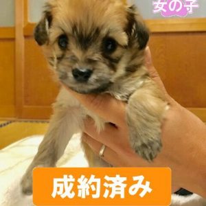 201711-001_preview 201711-001_preview