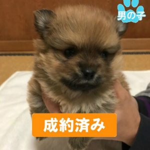 201711-004_preview 201711-004_preview